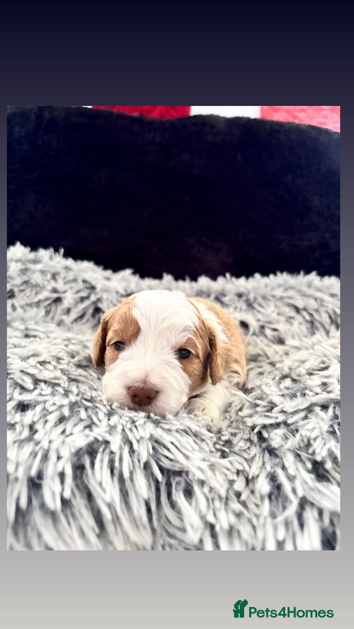 Cockapoo dogs Cockapoo Puppies girls and boys - Advert 2