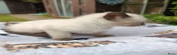 Mixed Breed cats for sale: Beautiful White Kitte Ragdoll (8 Weeks Old in Peterborough - Advert 12