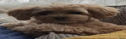 Maltipoo dogs for sale: Gorgeous maltipoo F2 - Advert 6