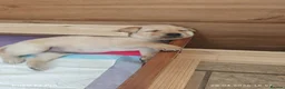 Labrador Retriever dogs for sale: Exceptional Home Raised Labrador Puppies in Nottingham - Advert 31