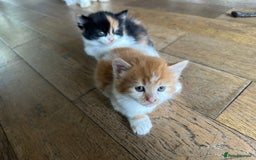 Mixed Breed cats for sale: Mixed Persian and Turkish Angora Kittens  - Image 4