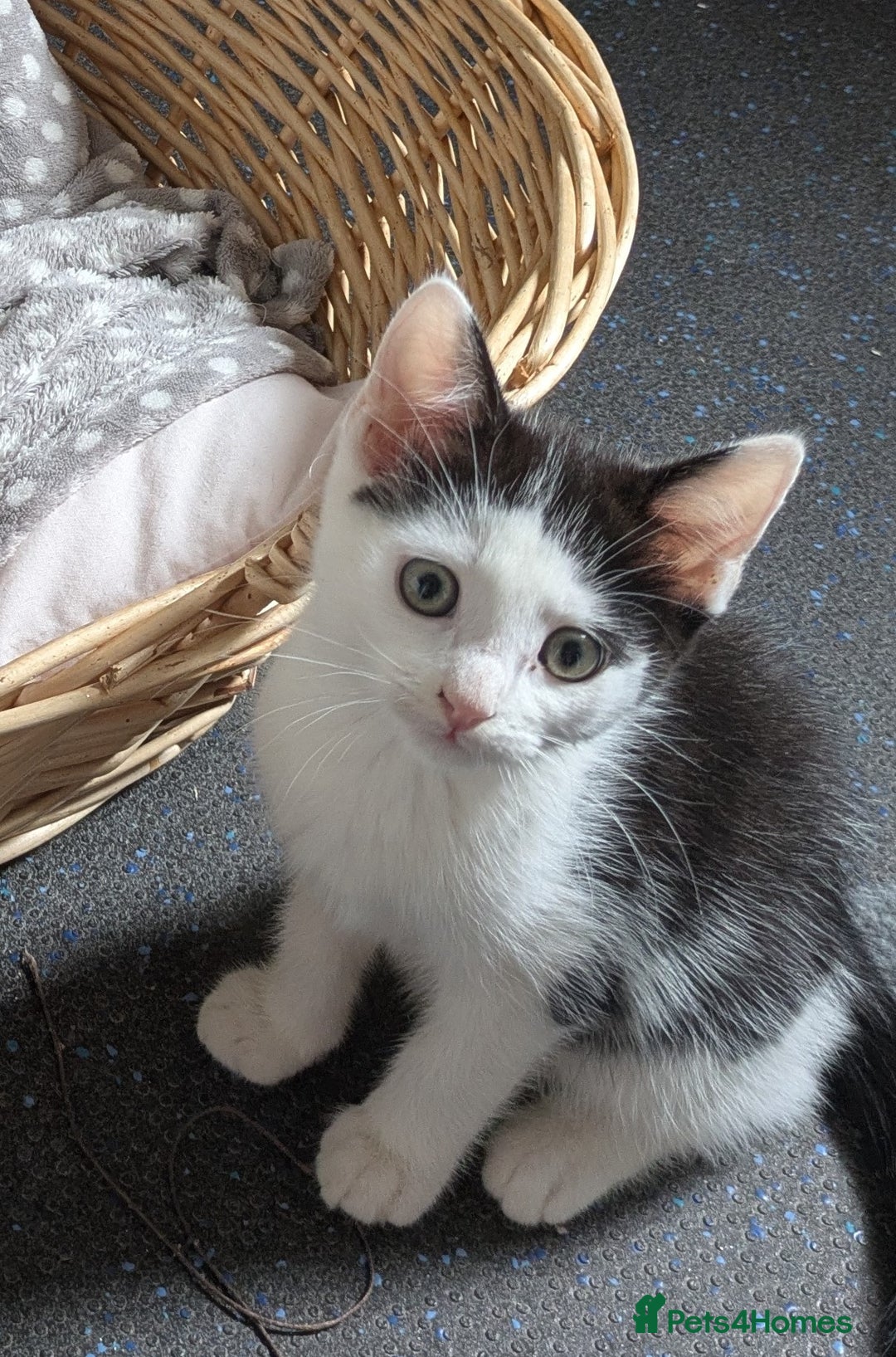 Domestic Shorthair cats for sale: Two Kittens Looking For Their Forever Home £25 - Image 2