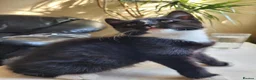 Mixed Breed cats for sale: Little Princess is looking for new home - Advert 5