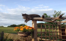 British Shorthair cats for sale: Blue British Shorthair - Image 2