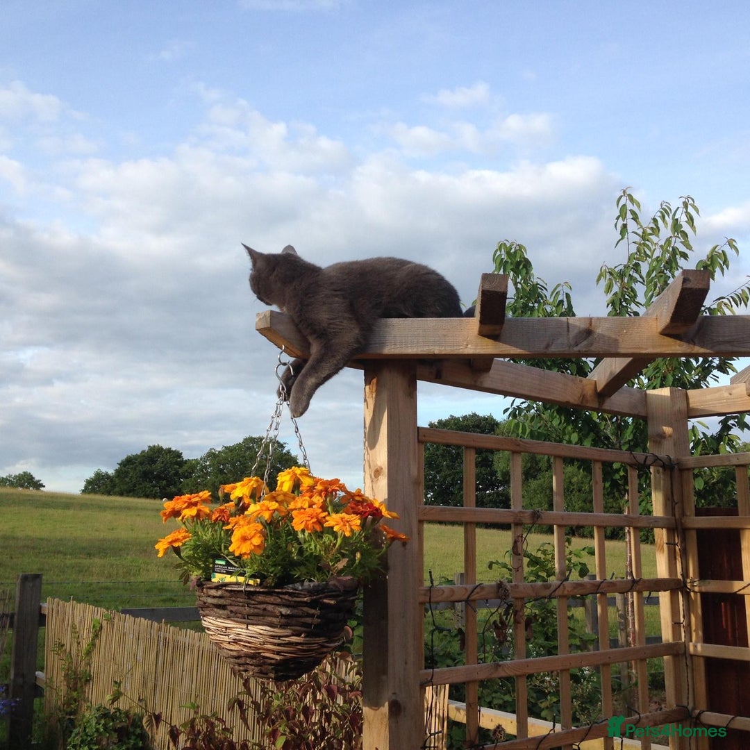 British Shorthair cats for sale: Blue British Shorthair - Image 2