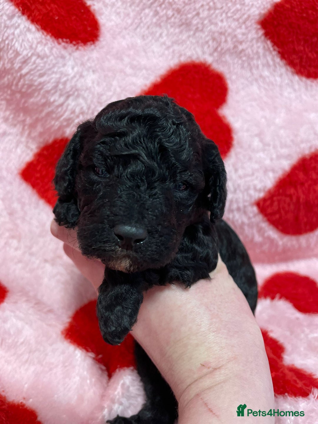 Cavapoo dogs for sale: Beautiful cavapoo puppies - Advert 4