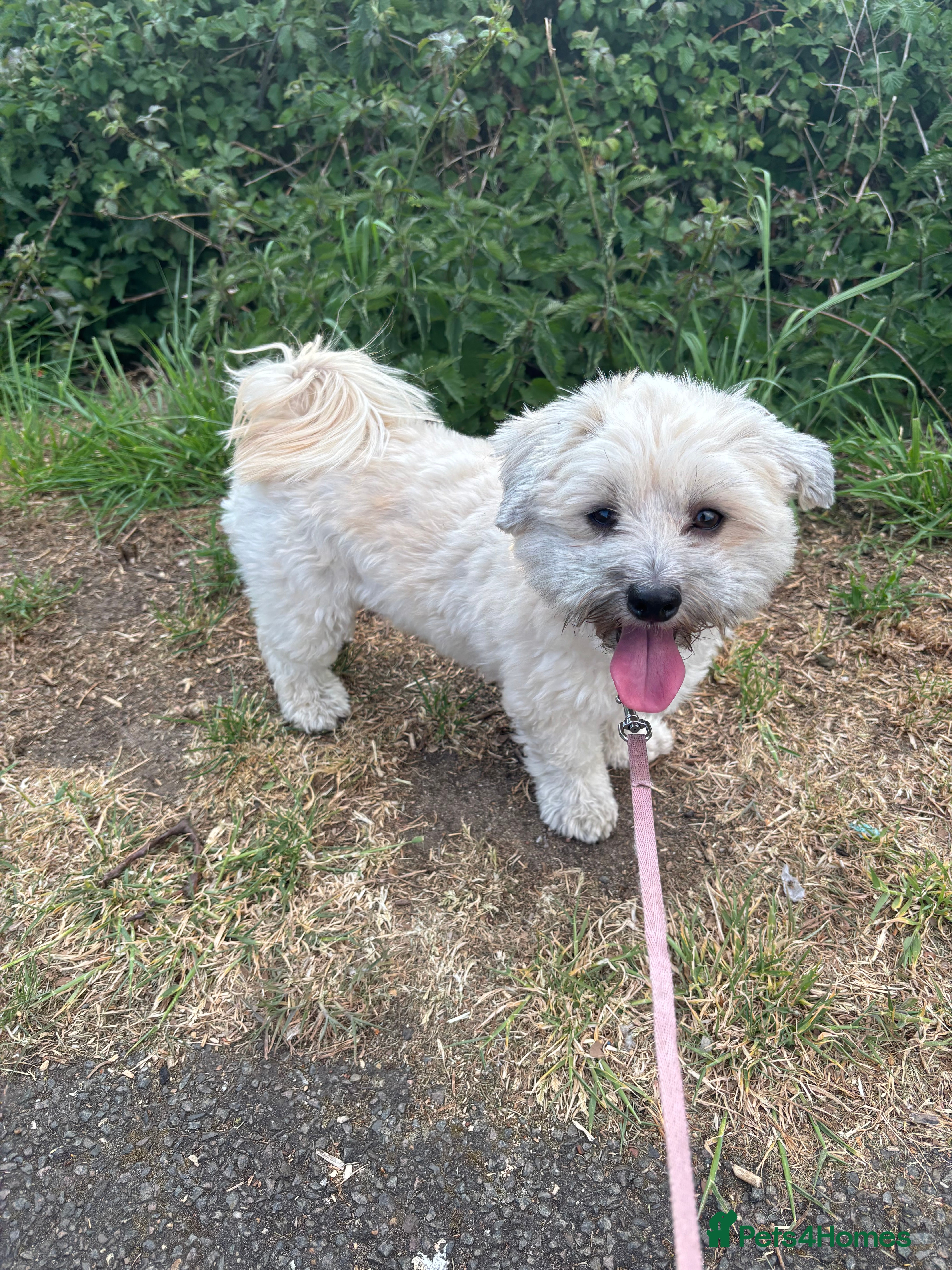 Maltipoo dogs Maltipoo - Advert 9