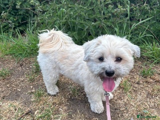 Maltipoo dogs Maltipoo - Advert 3