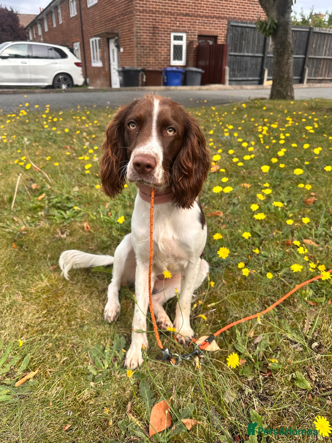 Sprocker dogs for sale: Sprocker one year - Advert 2
