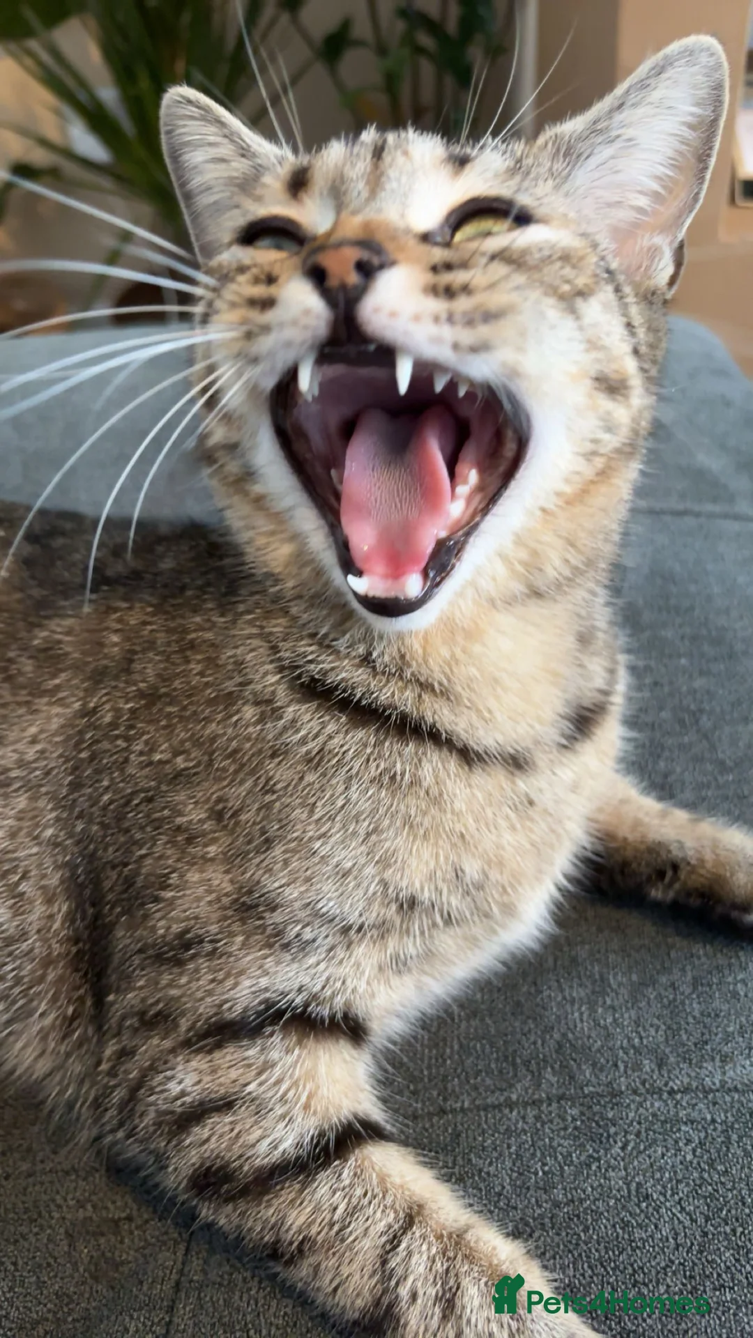 Mixed Breed cats for sale: 1 Year old awesome Kiki - Advert 1