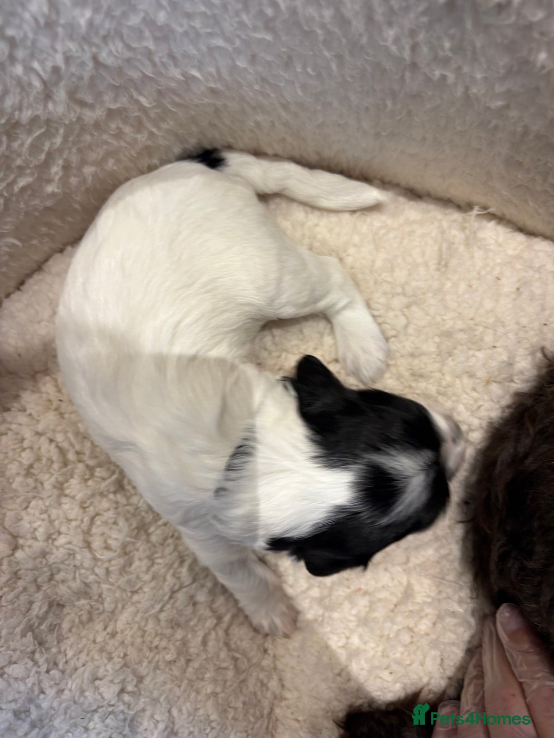 Cockapoo dogs for sale: ✨6 cockapoo puppies looking for forever home ✨ - Image 12