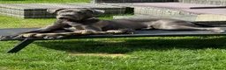 Cane Corso dogs for sale: Reluctantly rehoming my Beautiful Cane Corso - Advert 18