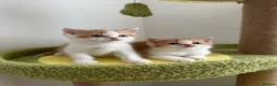 British Shorthair cats for sale: 🐻 Registered British Shorthair Kittens 🐻 - Advert 5