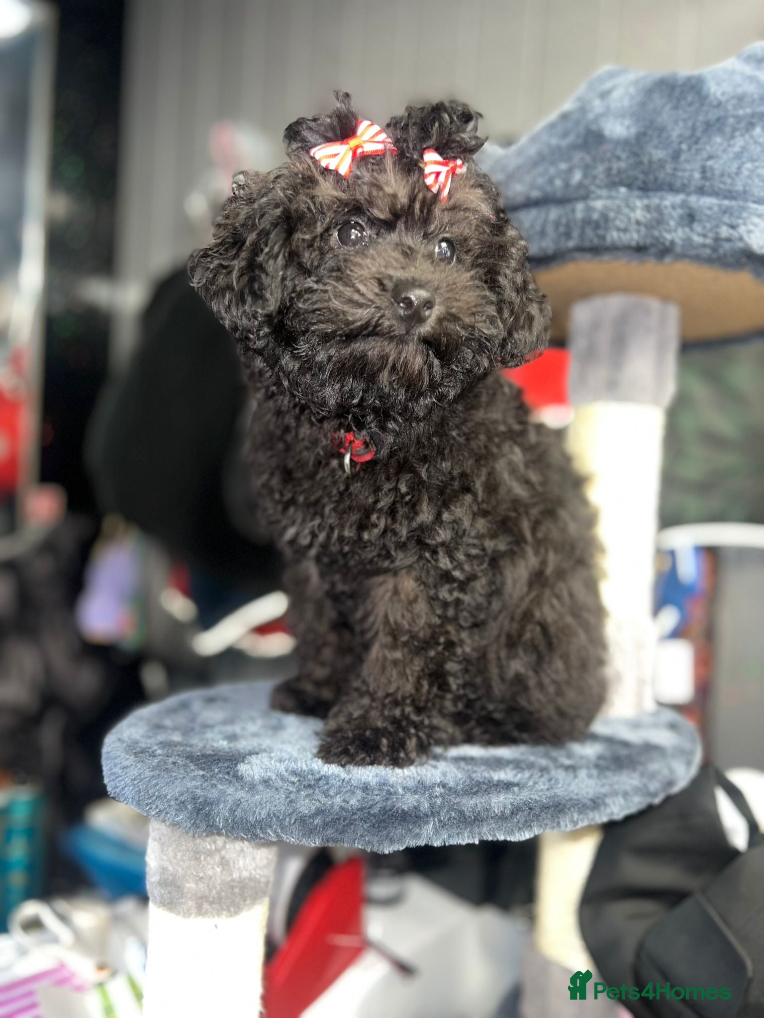 Mixed Breed dogs Asian toy poodle black boy  - Advert 9