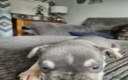 French Bulldog dogs for sale: Gorgeous frenchie pups  - Image 30