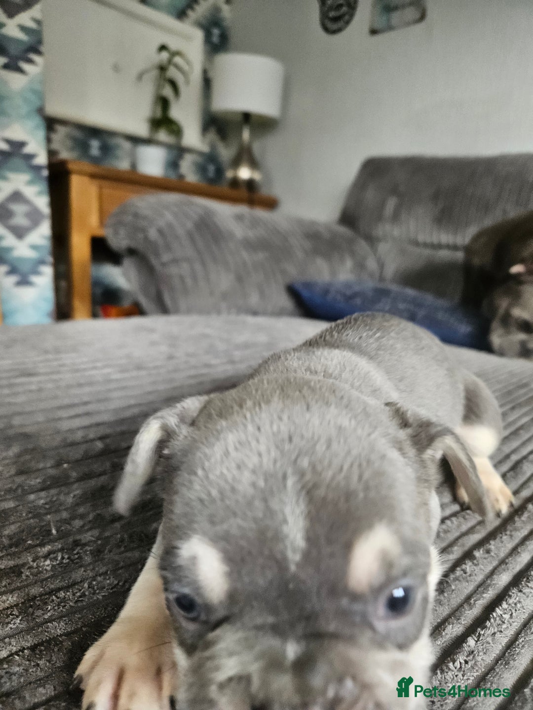 French Bulldog dogs for sale: Gorgeous frenchie pups  - Image 30