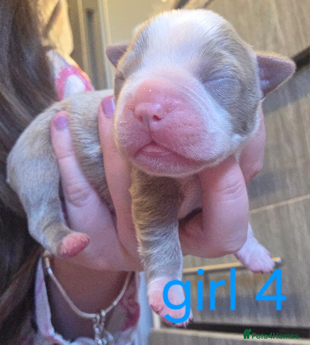 Boston Terrier dogs for sale: Beautiful Blue Bostons  - Image 21