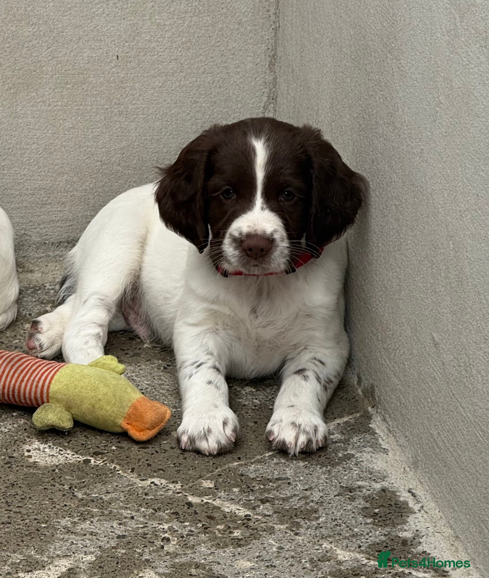 English Springer Spaniel dogs Springer spaniel puppies  - Advert 2
