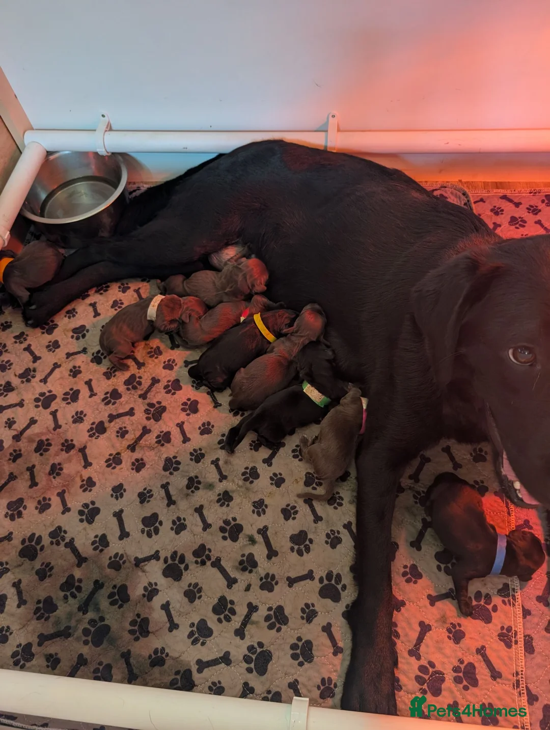 Springador dogs for sale: Litter of Springadors - Advert 1