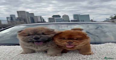 Chow Chow dogs - Advert 4