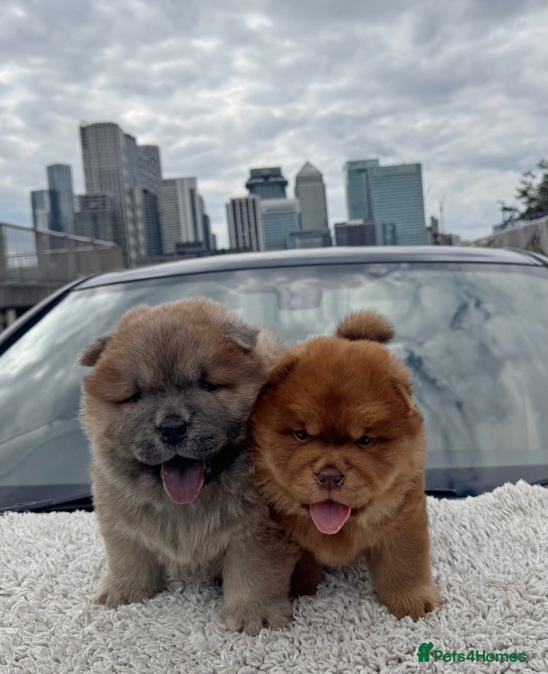 Chow Chow dogs for sale: CHOC🍫LILAC🌪️Champion KC reg🏆 pedigree chow chow - Image 3