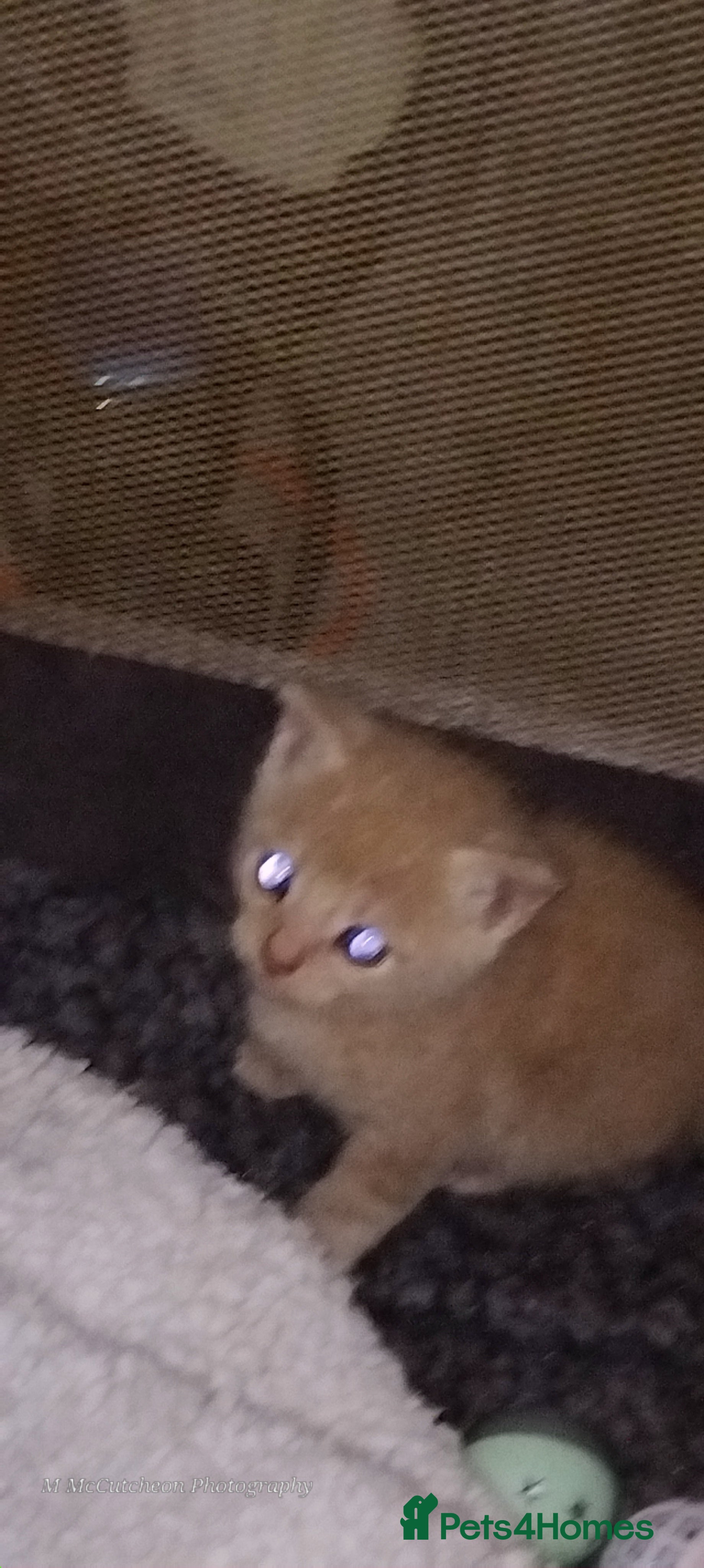 Mixed Breed cats Kittens for sale - Advert 18