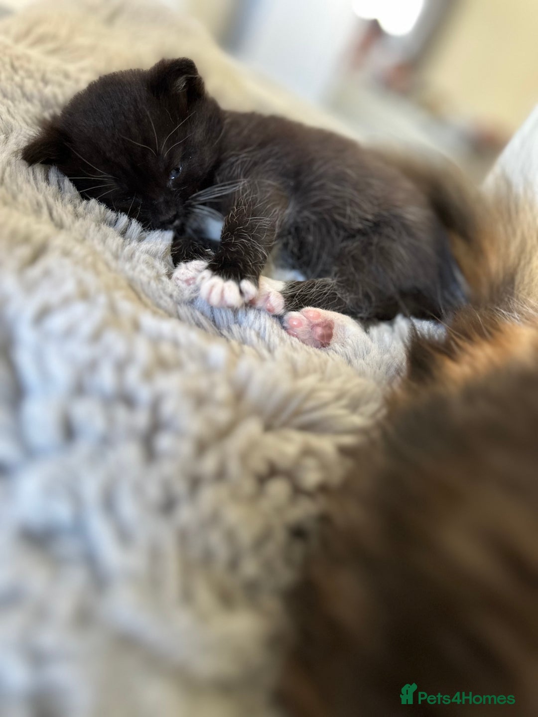 Domestic Shorthair cats for sale: ✨ Black & White Kittens Ready for Their New Home ✨ - Image 8