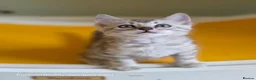 Bengal cats for sale: Rare Cashmere & Short Hair Bengals  - Advert 18