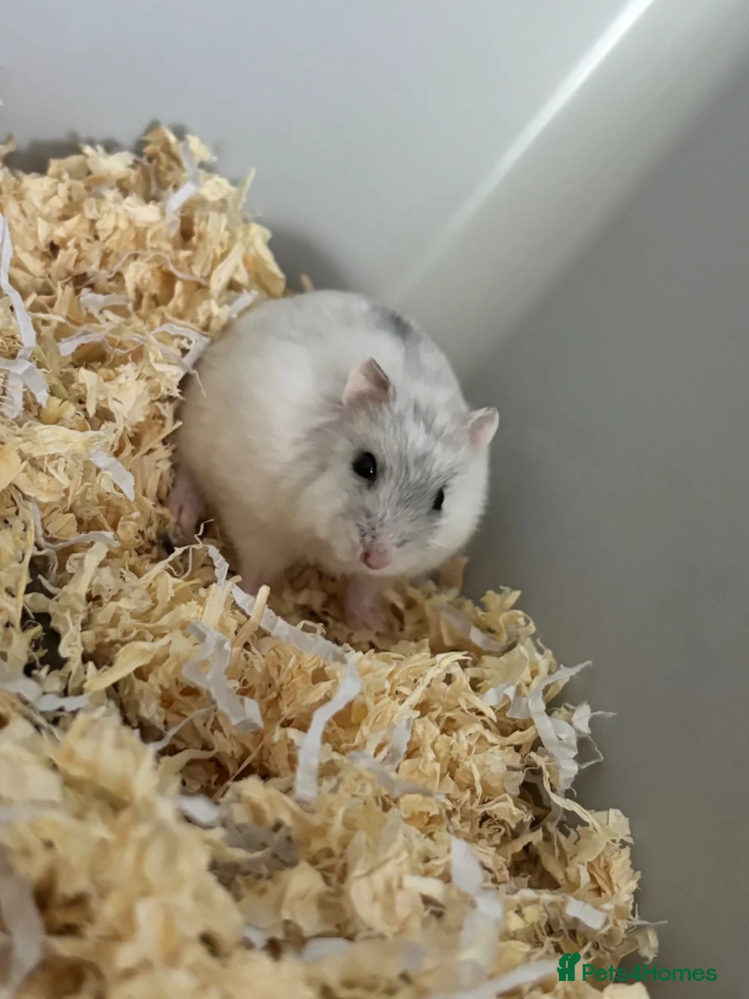 Hamster rodents for sale: dwarf hamster  in Bathgate - Advert 2