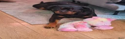 Mixed Breed dogs for sale: Rottweiler and Amercian akita  - Advert 6