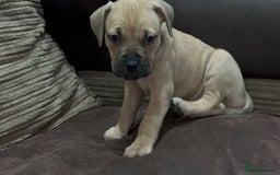 Cane Corso dogs for sale: Cane Corso Puppies for Sale - Image 13