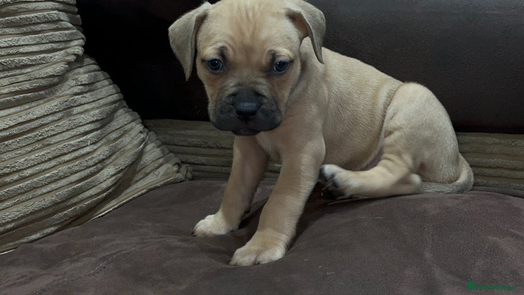 Cane Corso dogs for sale: Cane Corso Puppies for Sale - Image 13