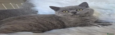 British Shorthair 1