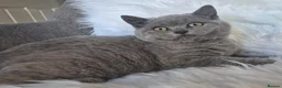 British Shorthair cats for sale: Beautiful Blue Male Kitten  - Advert 18