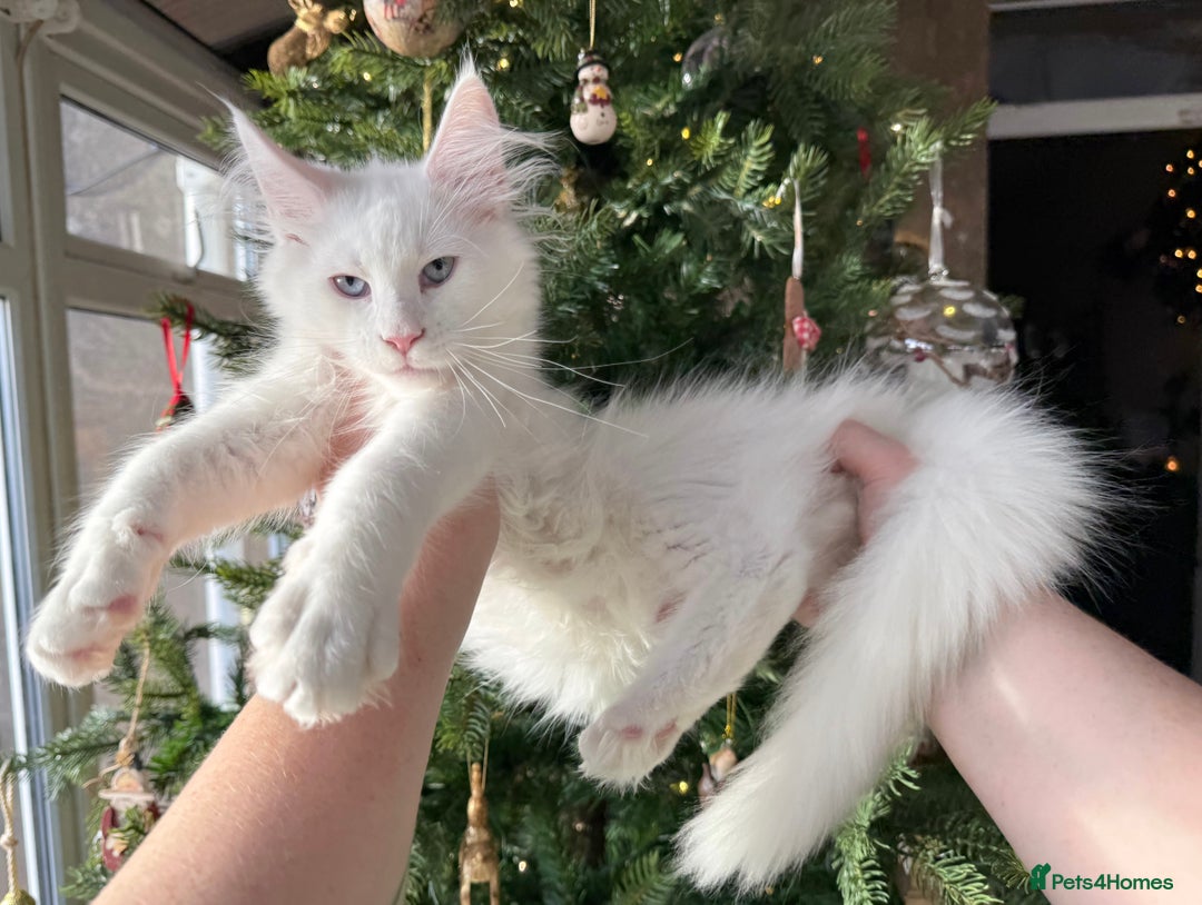 Maine Coon cats for sale: WHITE FEMALE KITTEN WITH BLUE EYES READY NOW - Advert 14