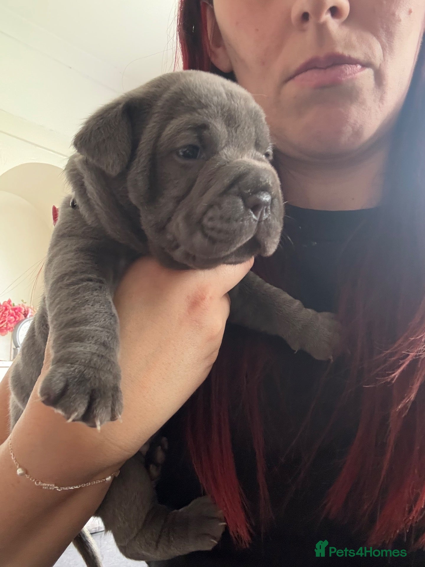 Mixed Breed dogs Olde English bulldog cross puppies for sale  - Advert 14