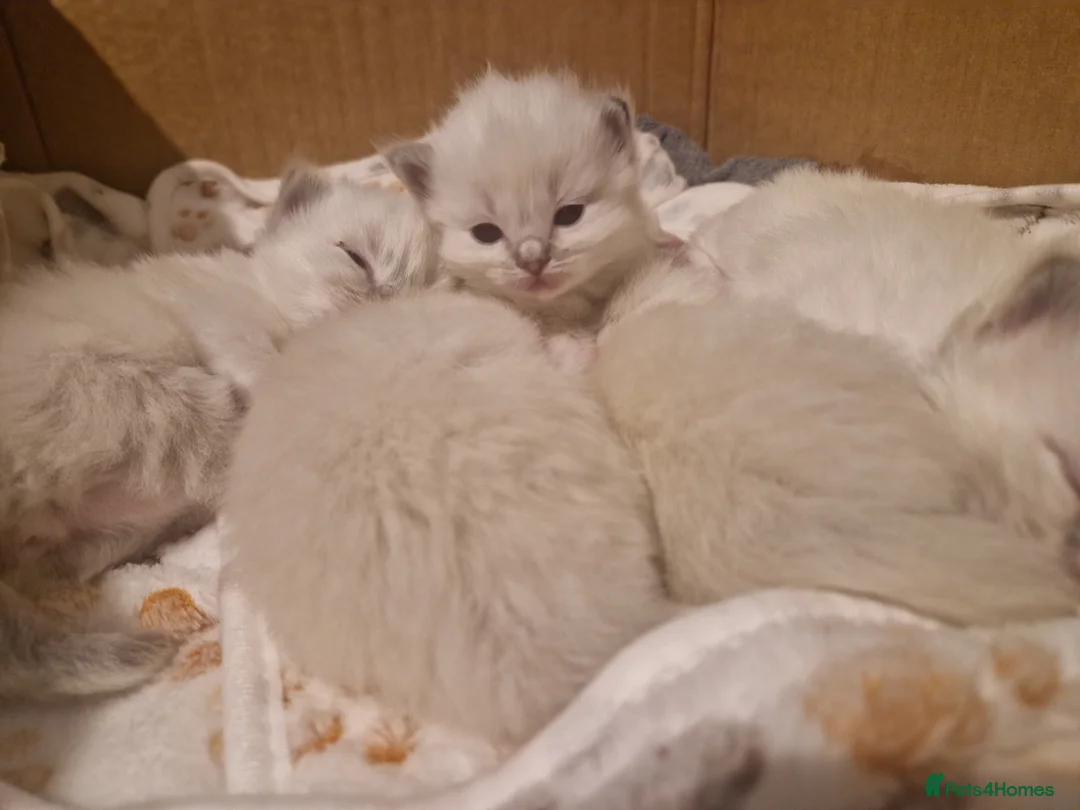 Ragdoll cats for sale: Pure beautiful Ragdoll Kittens  - Advert 3