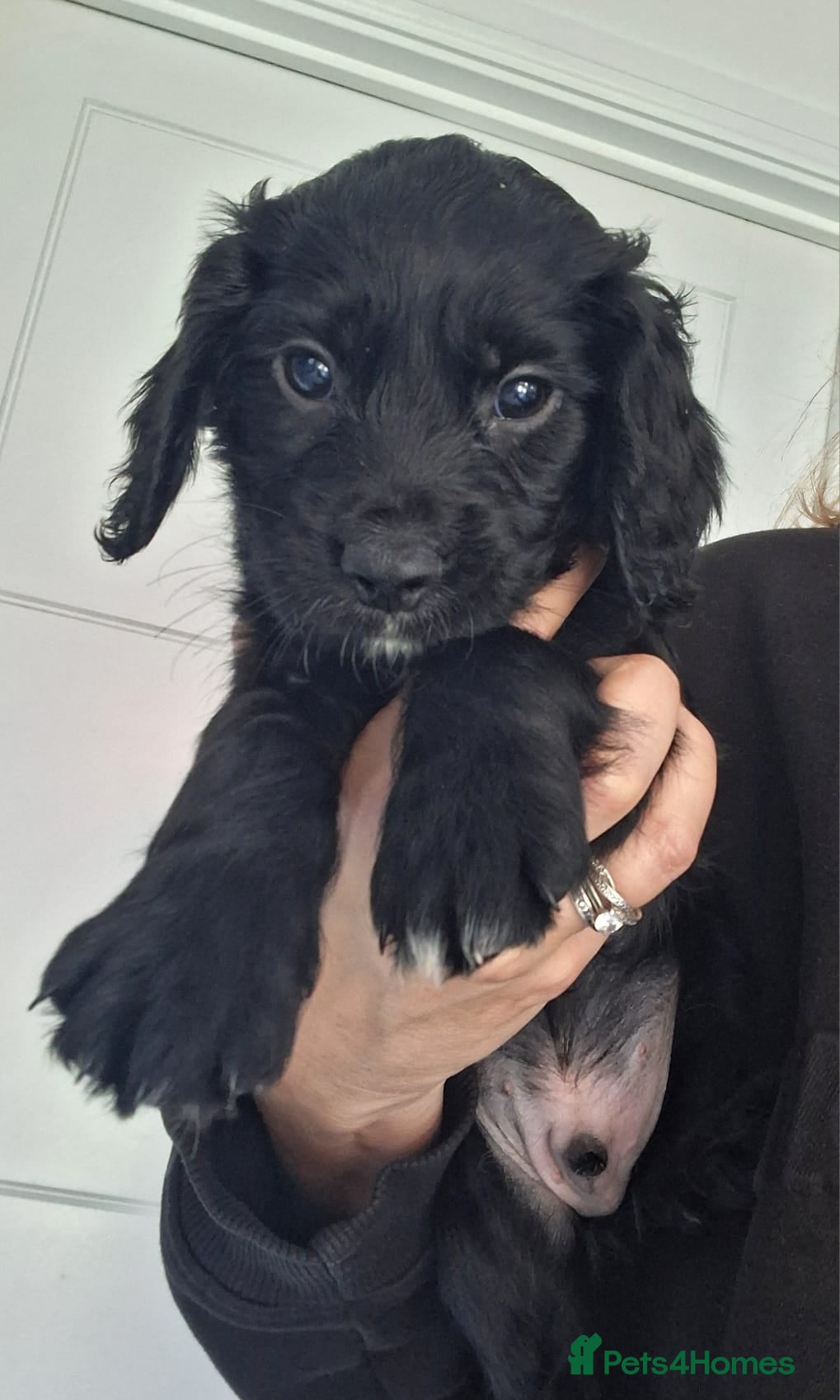 Cocker Spaniel dogs Working Cocker Spaniel Puppies - Advert 2