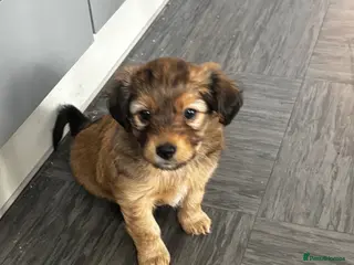 Mixed Breed dogs 3 chihuahua cross X Yorkshire terrier pups - Advert 3