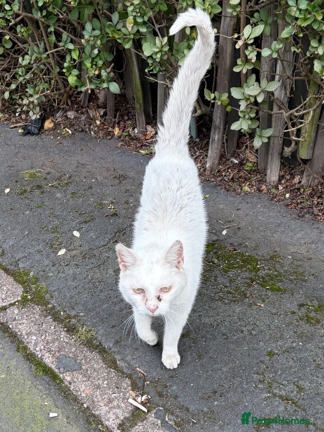 Mixed Breed cats for sale: RESCUE NEEDED!! PLEASE READ - Advert 2