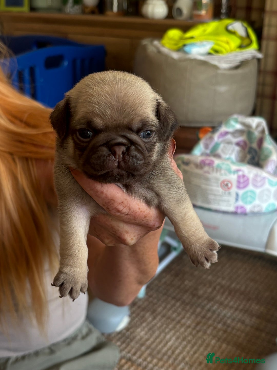Pug dogs for sale: 4 Puppy Pugs - Image 1