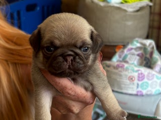 Pug dogs - Advert 16
