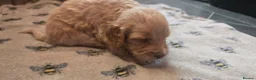 Cockapoo dogs for sale: Cockapoo Puppies  - Advert 8