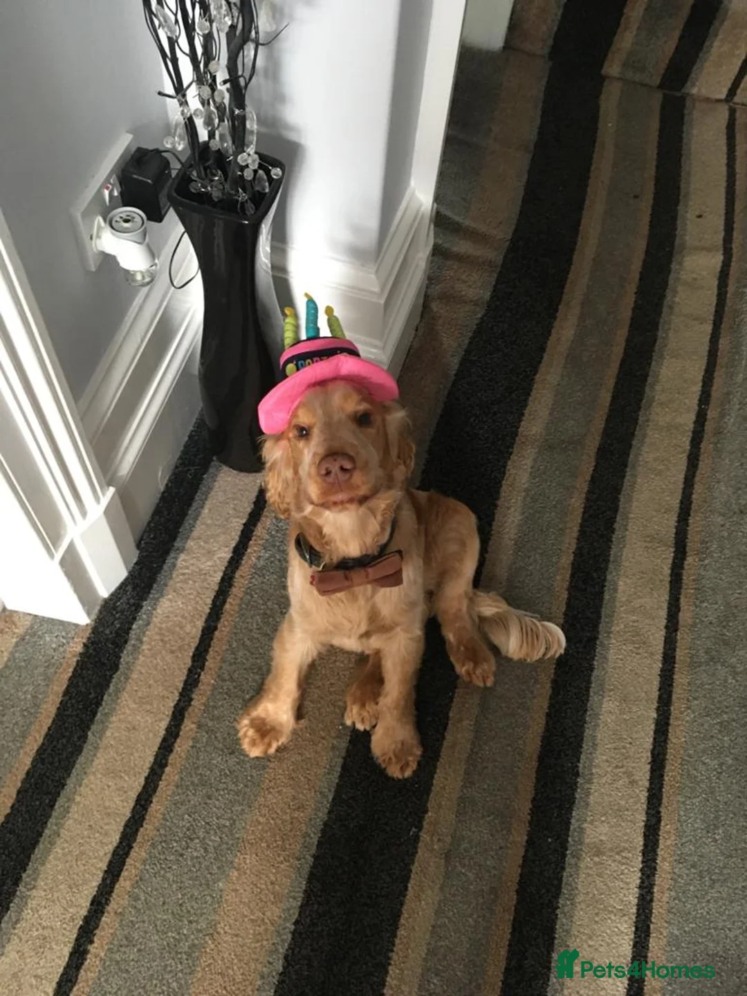 Cocker Spaniel dogs for stud: Proven Handsome Show Cocker Spaniel For Stud in Rochdale - Advert 26