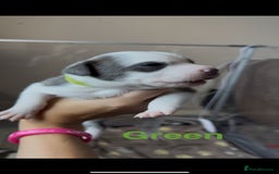 Mixed Breed dogs for sale: Staffie mix puppies - Image 6