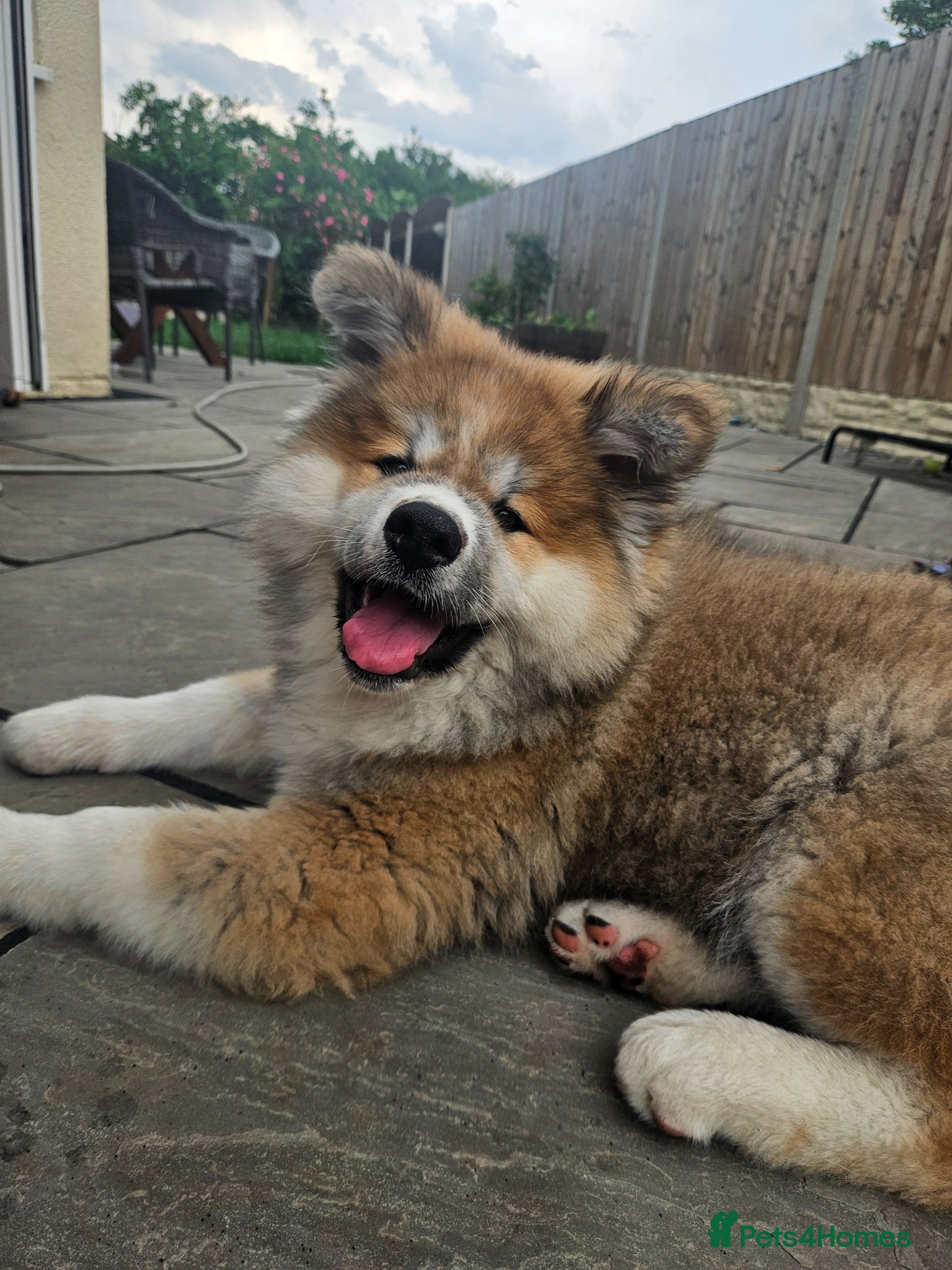 Japanese Akita Inu dogs for sale: RKC Registered Long-Coat Female - Advert 5