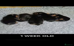 Yorkshire Terrier dogs for sale: YORKSHIRE TERRIER PUPPIES with OWN VET HEALTH CERT - Image 19