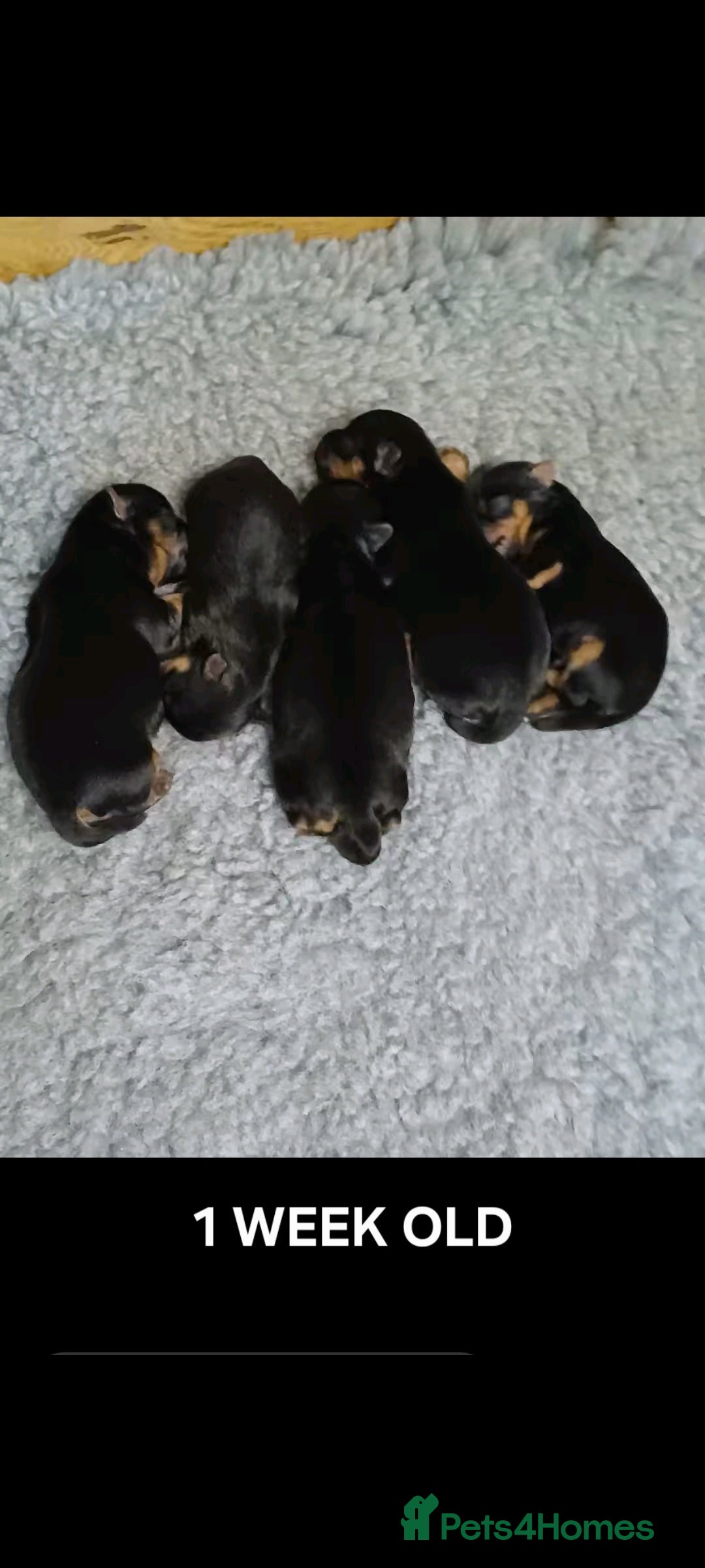 Yorkshire Terrier dogs for sale: YORKSHIRE TERRIER PUPPIES with OWN VET HEALTH CERT - Image 19