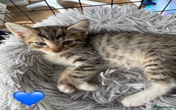 Mixed Breed cats for sale: Cute Kittens (all available) 5 female and 4 male - Image 9
