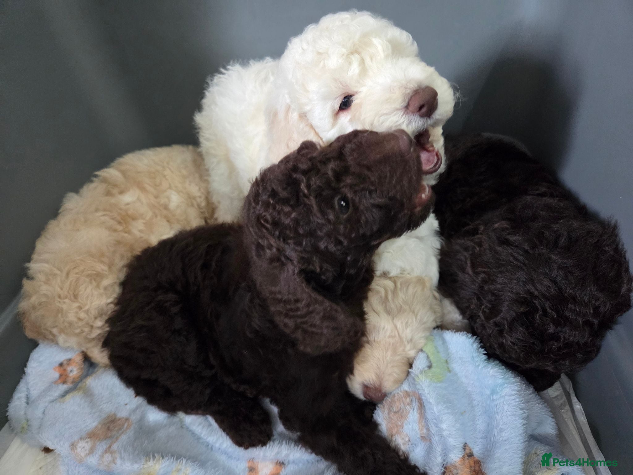 Cockapoo dogs Cockapoo puppies - Advert 1